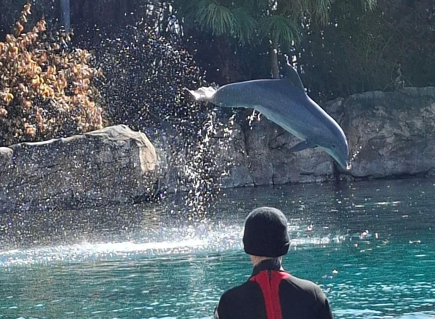 Discovery Cove en Orlando